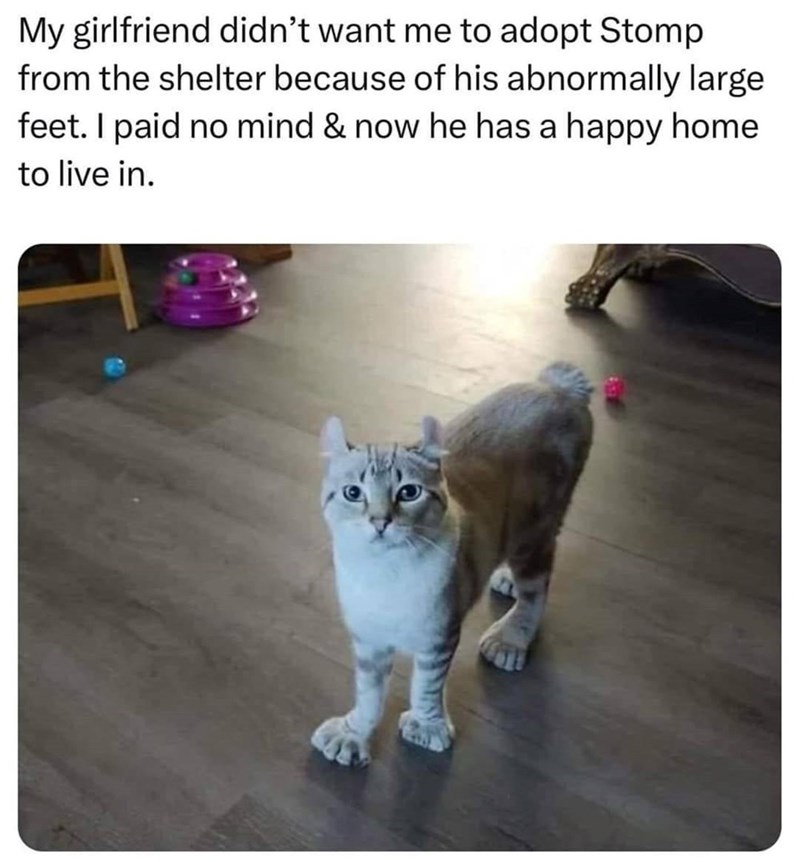 My girlfriend didn't want me to adopt Stomp from the shelter because of his abnormally large feet. I paid no mind & now he has a happy home to live in.