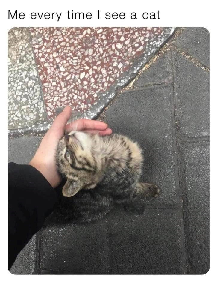 Me every time I see a cat