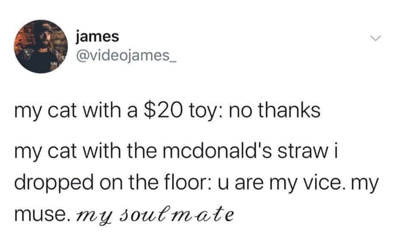 james @videojames_ my cat with a $20 toy: no thanks my cat with the mcdonald's straw i dropped on the floor: u are my vice. my muse. my soulmate