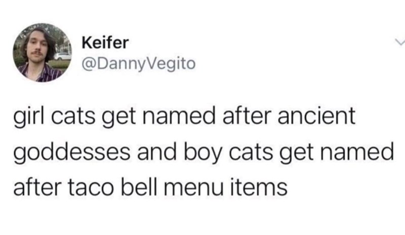 Keifer @DannyVegito girl cats get named after ancient goddesses and boy cats get named after taco bell menu items