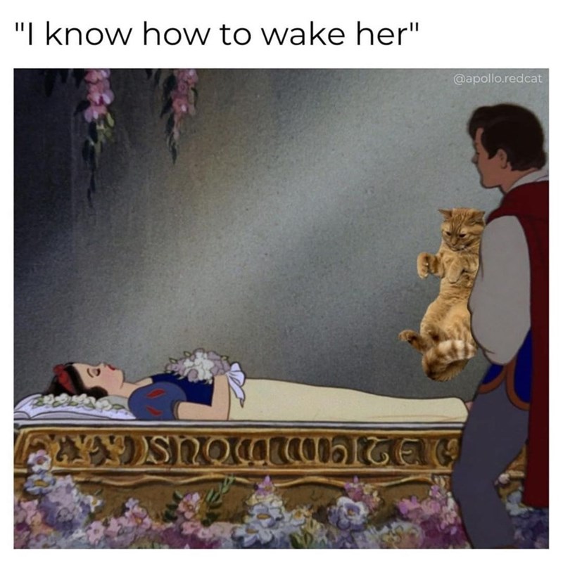 "I know how to wake her" @apollo.redcat