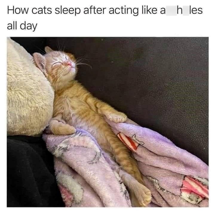 How cats sleep after acting like ah les all day