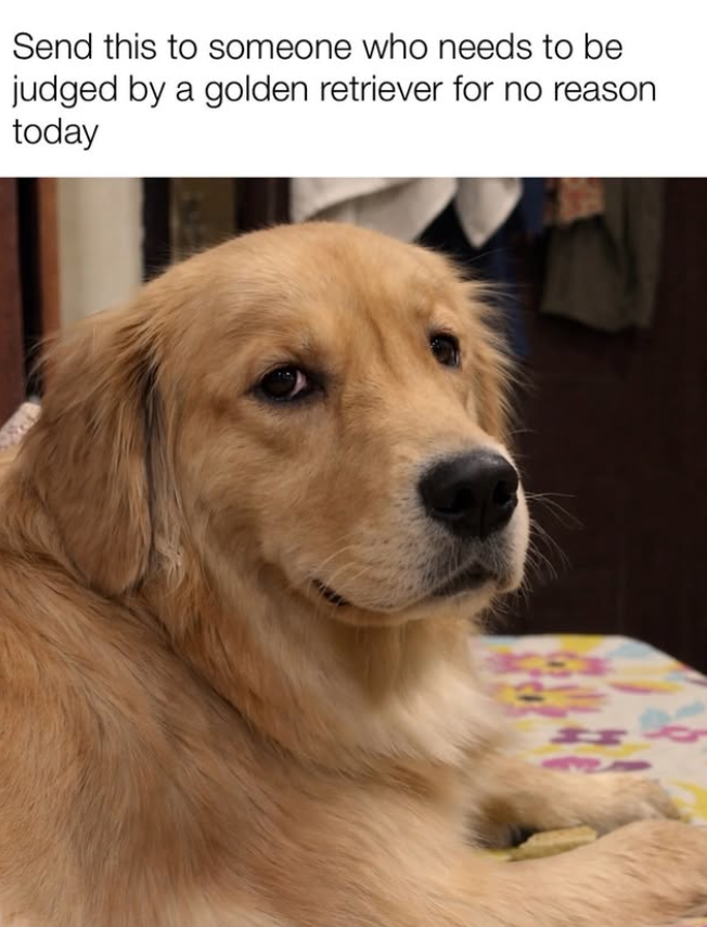 Send this to someone who needs to be judged by a golden retriever for no reason today