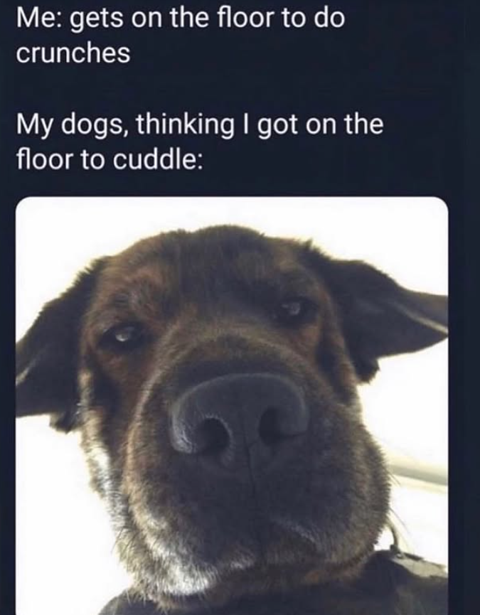 Me: gets on the floor to do crunches My dogs, thinking I got on the floor to cuddle: