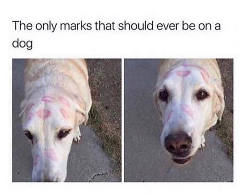 The only marks that should ever be on a dog