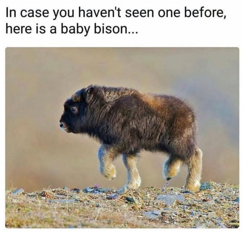 In case you haven't seen one before, here is a baby bison...