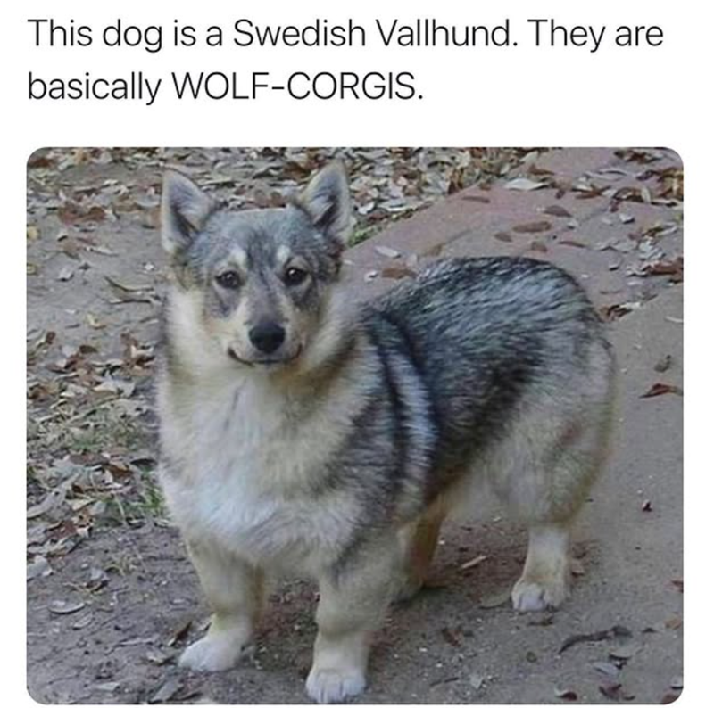 This dog is a Swedish Vallhund. They are basically WOLF-CORGIS.