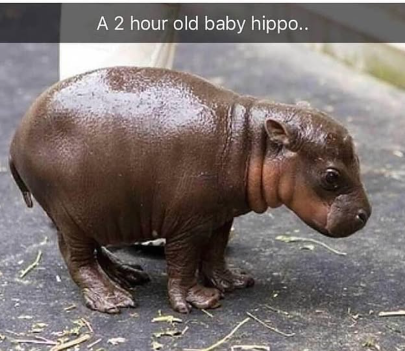 A 2 hour old baby hippo..