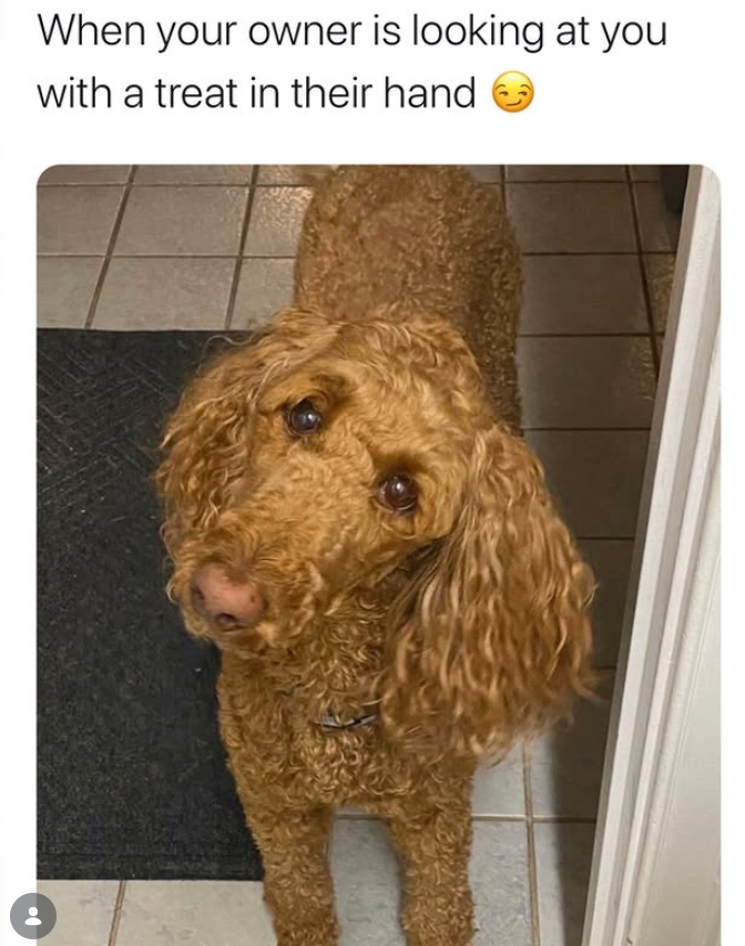 When your owner is looking at you with a treat in their hand