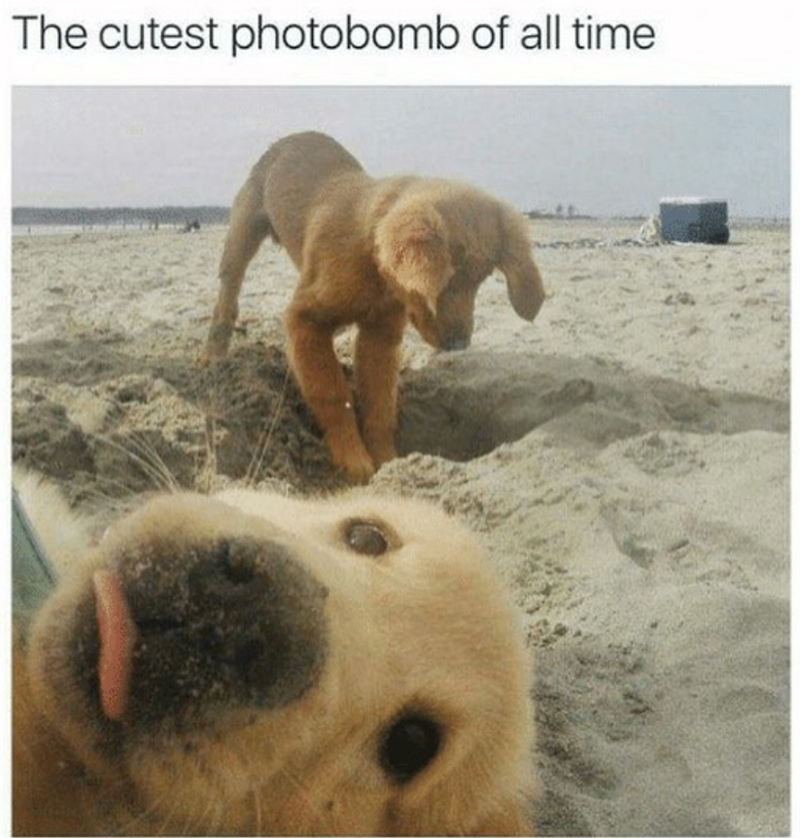 The cutest photobomb of all time