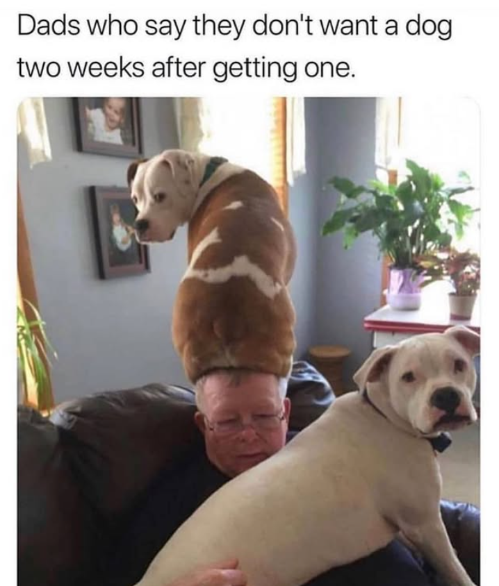 Dads who say they don't want a dog two weeks after getting one.