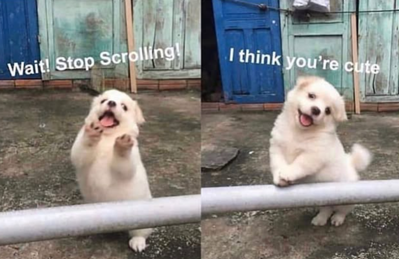 Wait! Stop Scrolling! I think you're cute