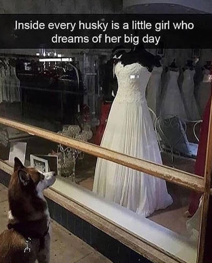Inside every husky is a little girl who dreams of her big day