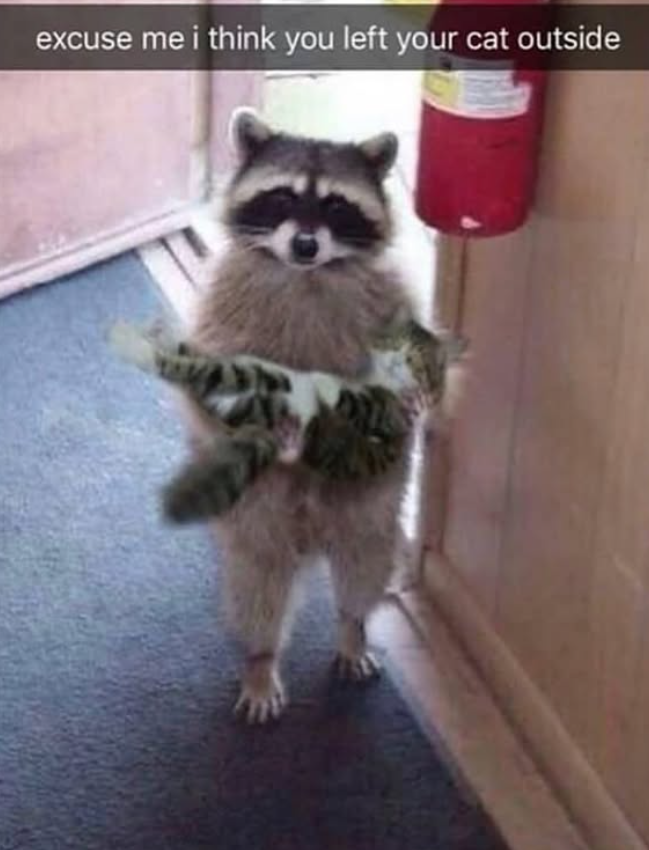 excuse me i think you left your cat outside