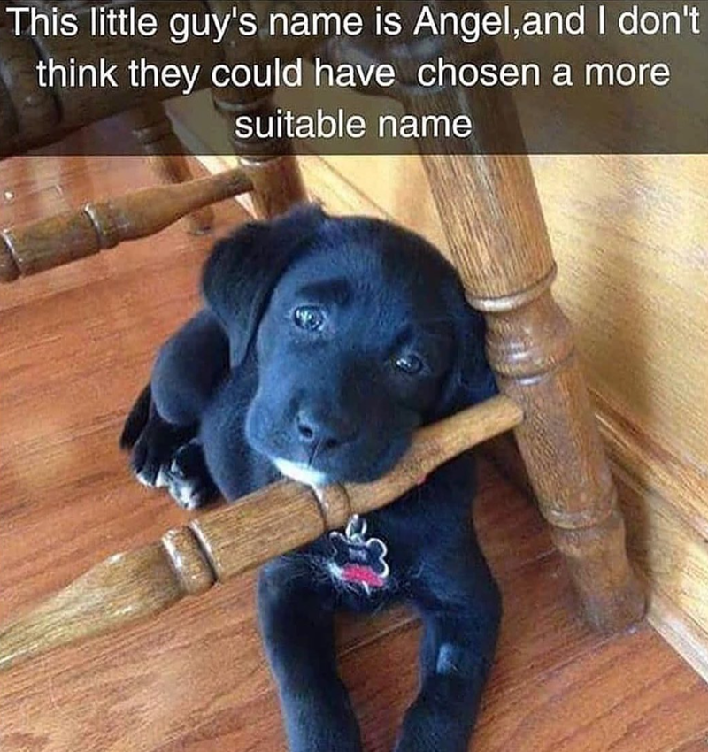 This little guy's name is Angel, and I don't think they could have chosen a more suitable name