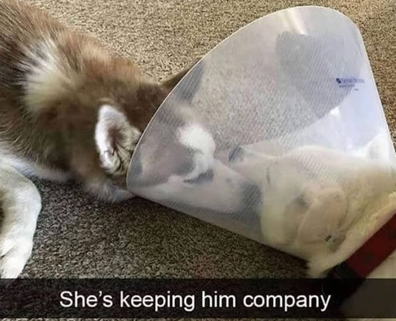 She's keeping him company www
