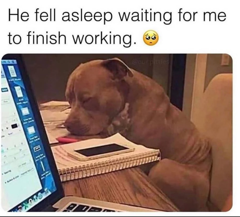 He fell asleep waiting for me to finish working. @our pitties