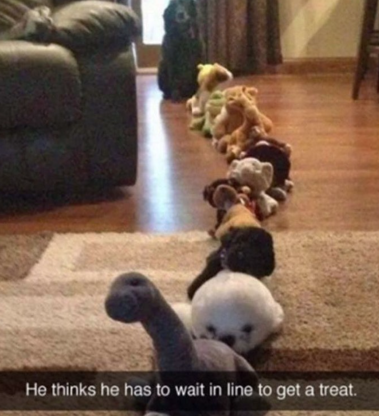 He thinks he has to wait in line to get a treat.