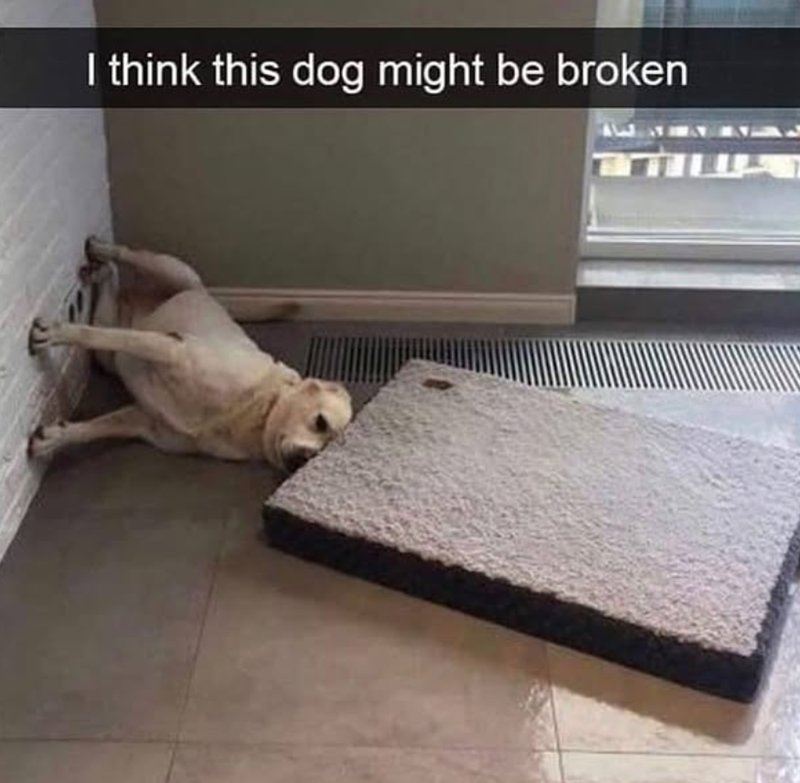 I think this dog might be broken