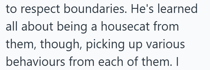 to respect boundaries. He's learned all about being a housecat from them, though, picking up various behaviours from each of them. I