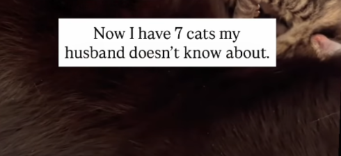 Now I have 7 cats my husband doesn't know about.