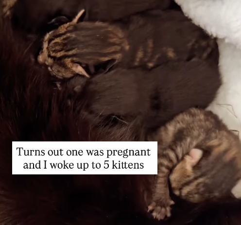 Turns out one was pregnant and I woke up to 5 kittens
