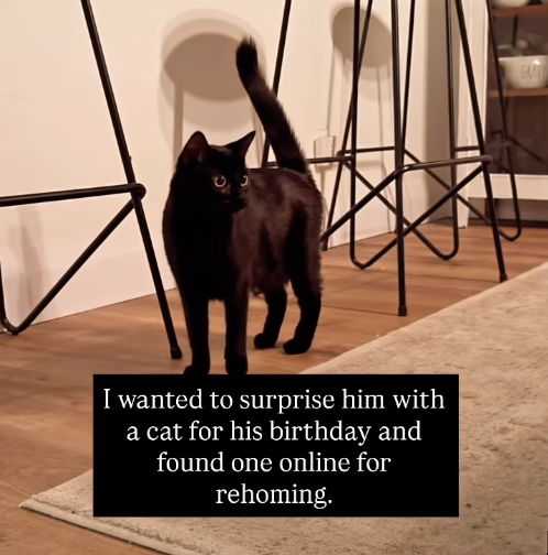 I wanted to surprise him with a cat for his birthday and found one online for rehoming. GMA