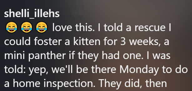 shelli_illehs love this. I told a rescue I could foster a kitten for 3 weeks, a mini panther if they had one. I was told: yep, we'll be there Monday to do a home inspection. They did, then