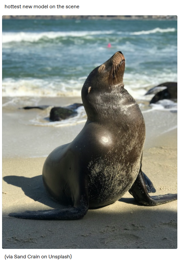 hottest new model on the scene (via Sand Crain on Unsplash)