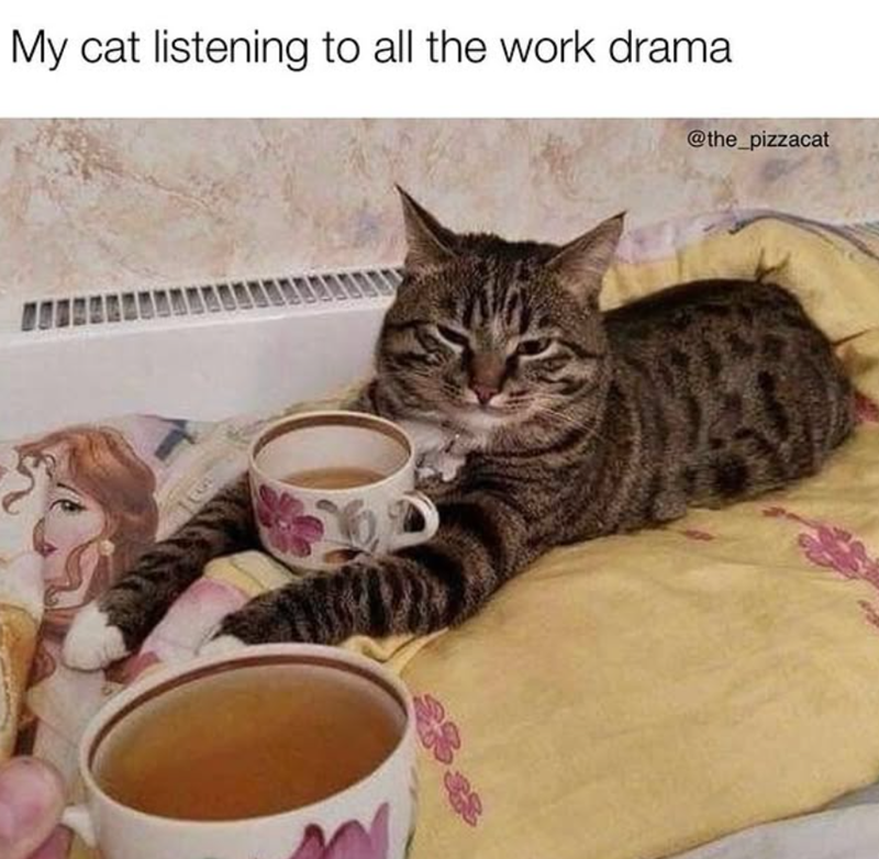 My cat listening to all the work drama @the_pizzacat 1000