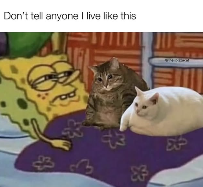 Don't tell anyone I live like this K @the_pizzacat
