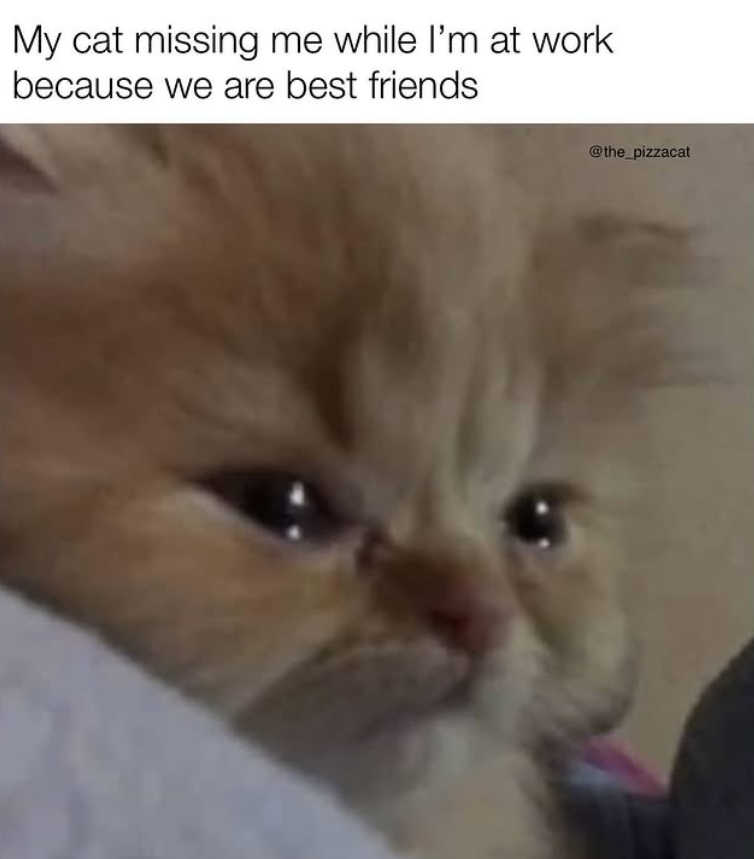 My cat missing me while I'm at work because we are best friends @the_pizzacat