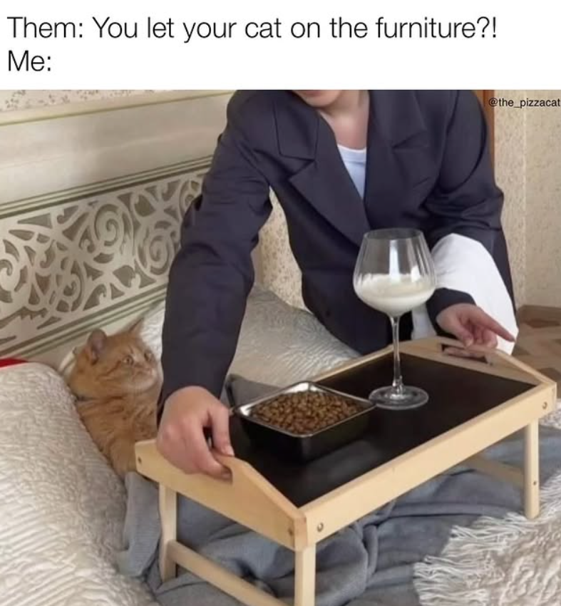 Them: You let your cat on the furniture?! Me: @the_pizzacat