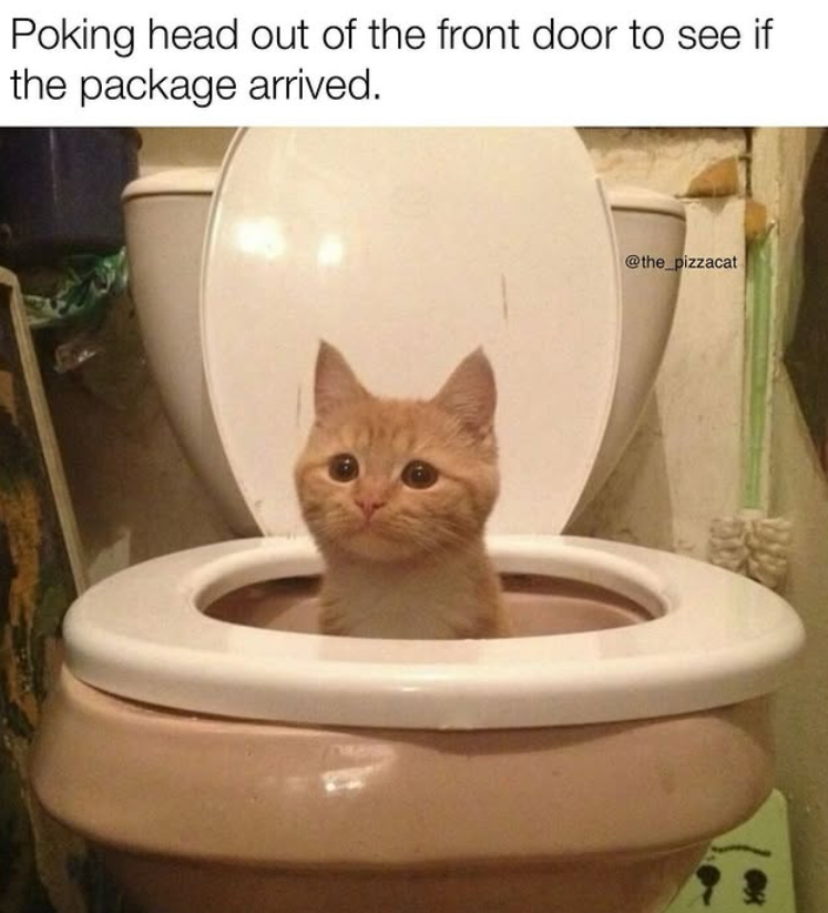 Poking head out of the front door to see if the package arrived. @the_pizzacat