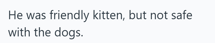 He was friendly kitten, but not safe with the dogs.