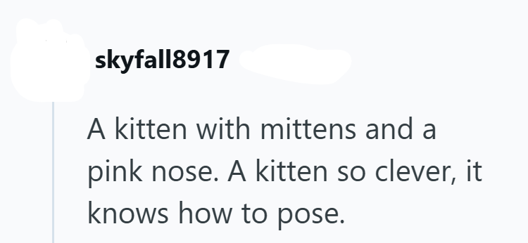 skyfall8917 A kitten with mittens and a pink nose. A kitten so clever, it knows how to pose.