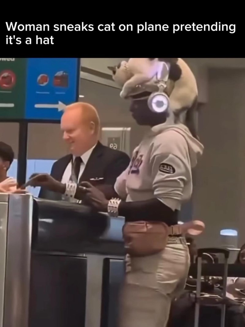 Woman sneaks cat on plane pretending it's a hat www ед