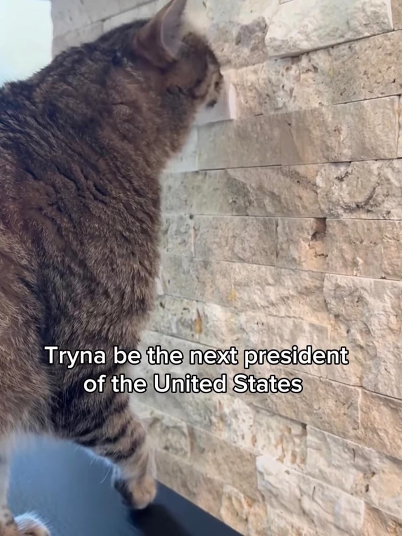 Tryna be the next president of the United States