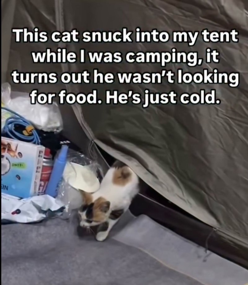 This cat snuck into my tent while I was camping, it turns out he wasn't looking for food. He's just cold. N