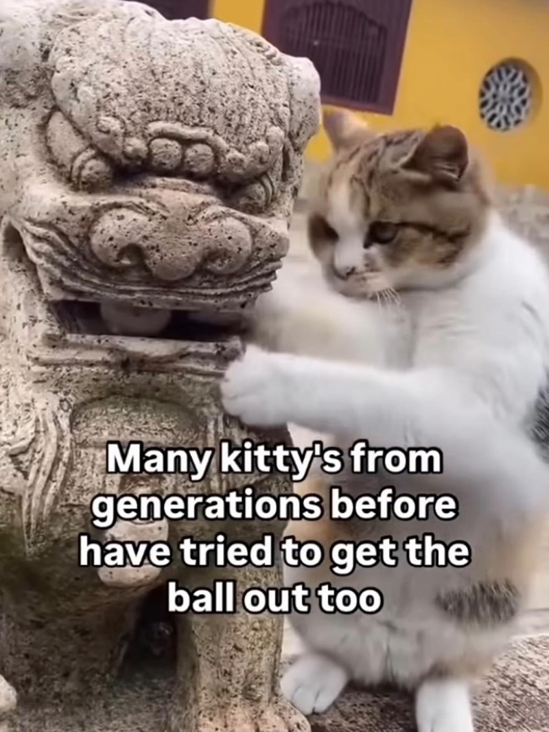 Many kitty's from generations before have tried to get the ball out too