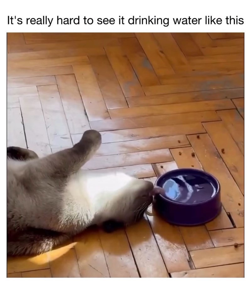 It's really hard to see it drinking water like this