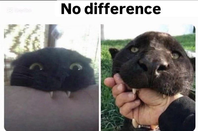 Cap Cut No difference