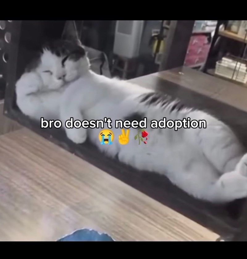 bro doesn't need adoption