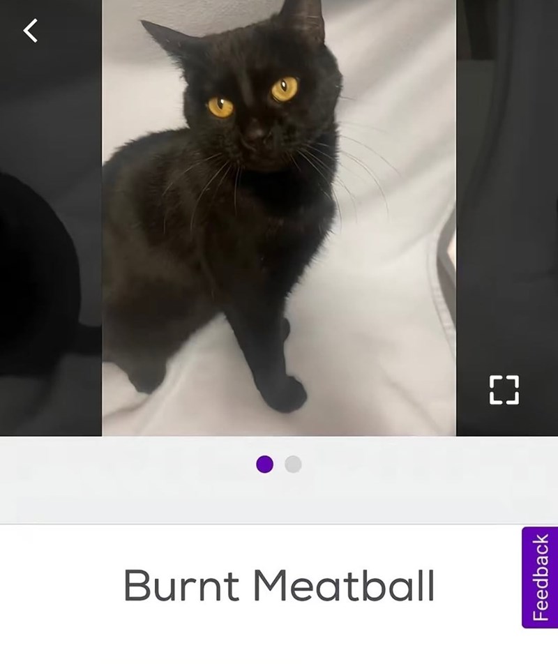Burnt Meatball Feedback []