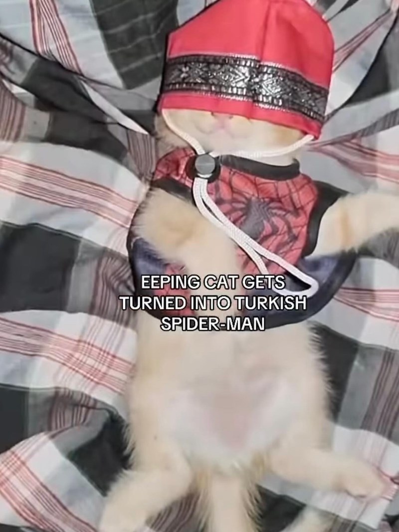 EEPING CAT GETS TURNED INTO TURKISH SPIDER-MAN