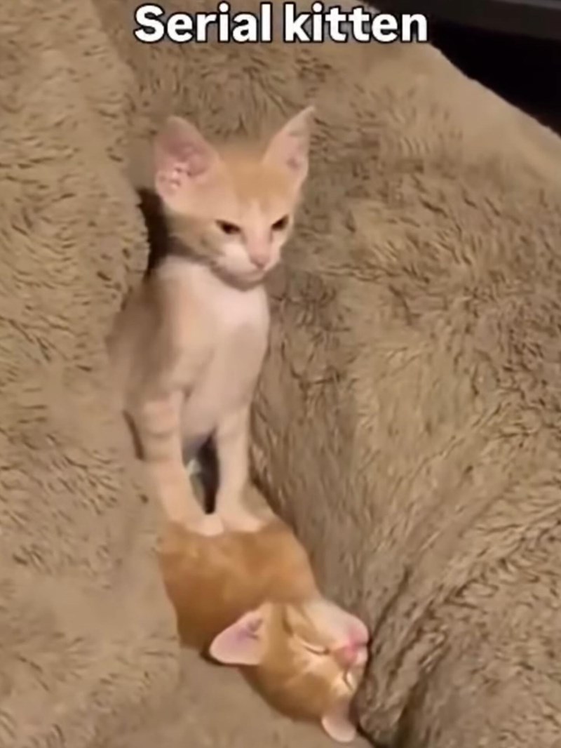 Serial kitten