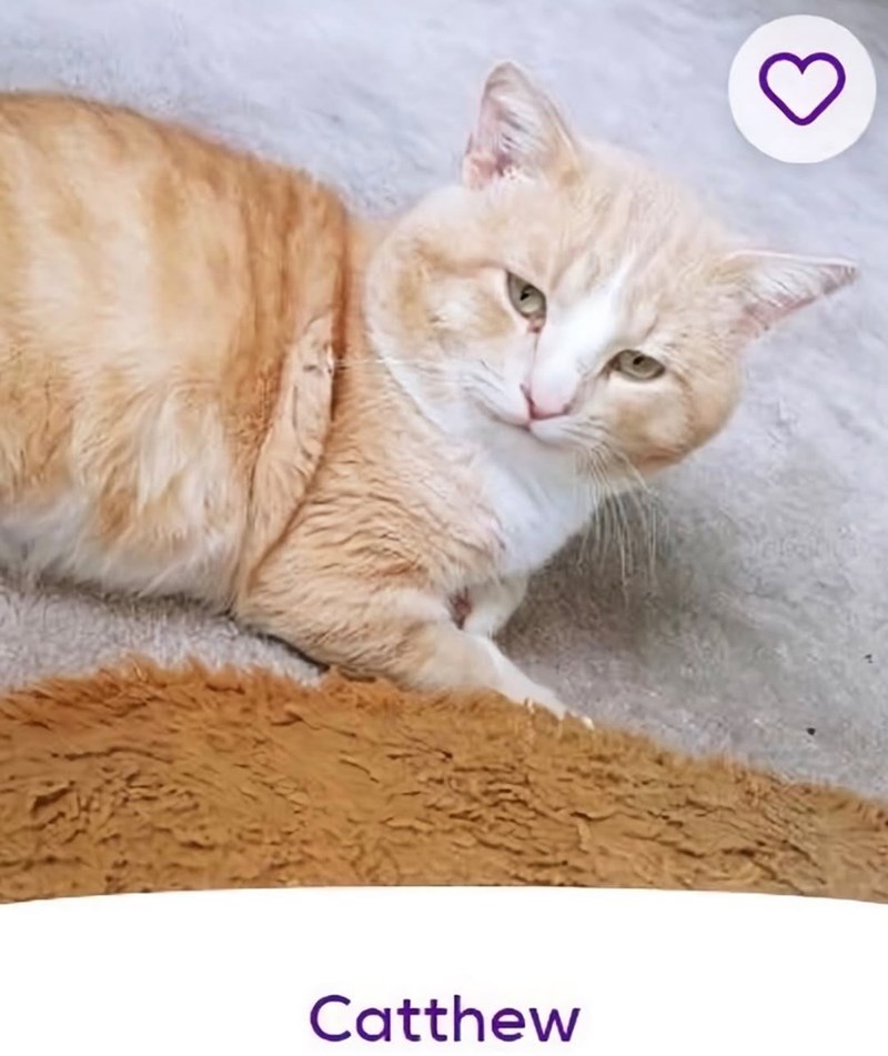 Catthew