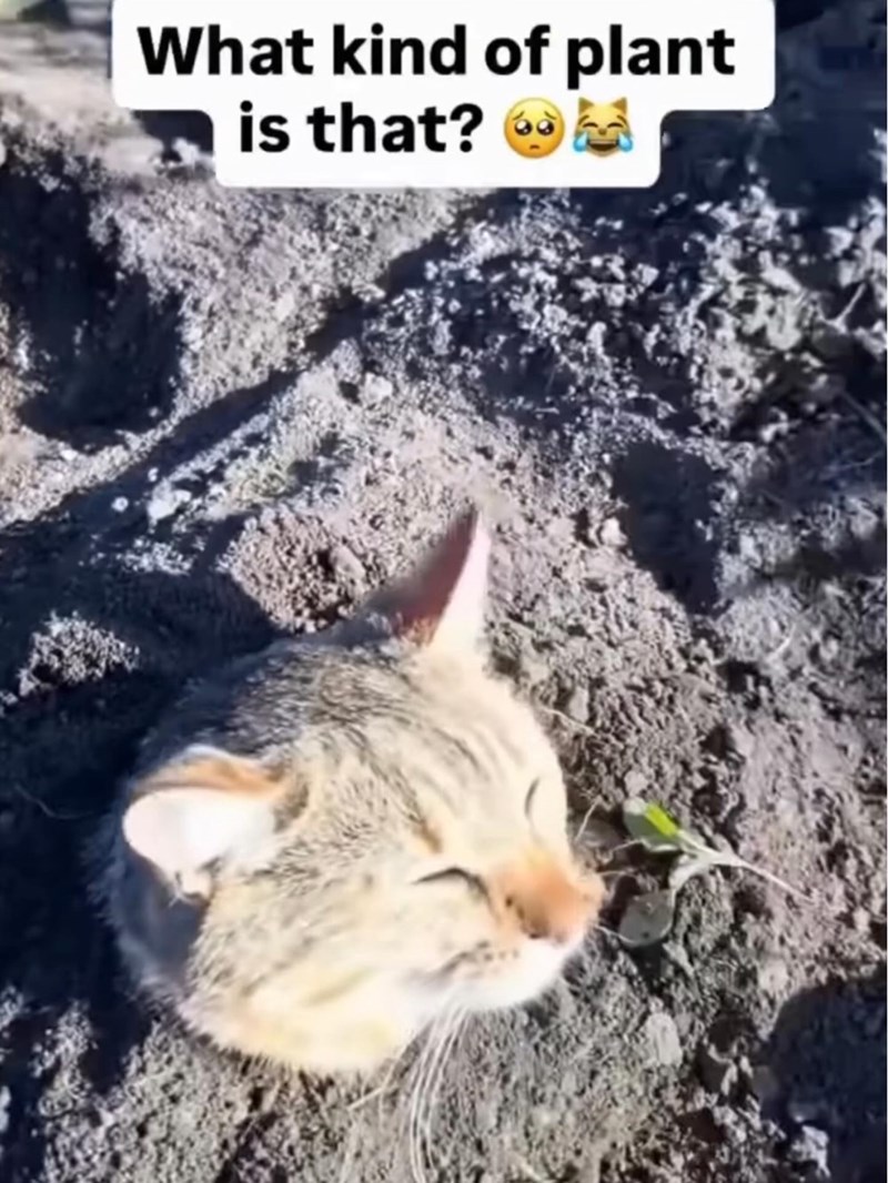 What kind of plant is that? G