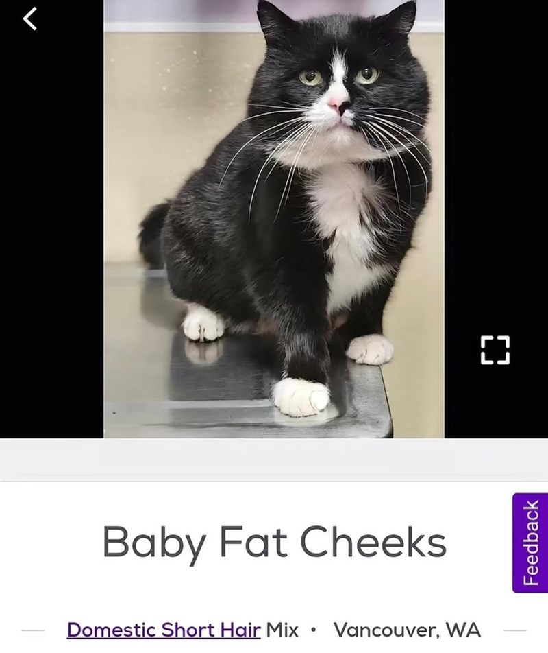 ل Baby Fat Cheeks Domestic Short Hair Mix • Vancouver, WA [} Feedback