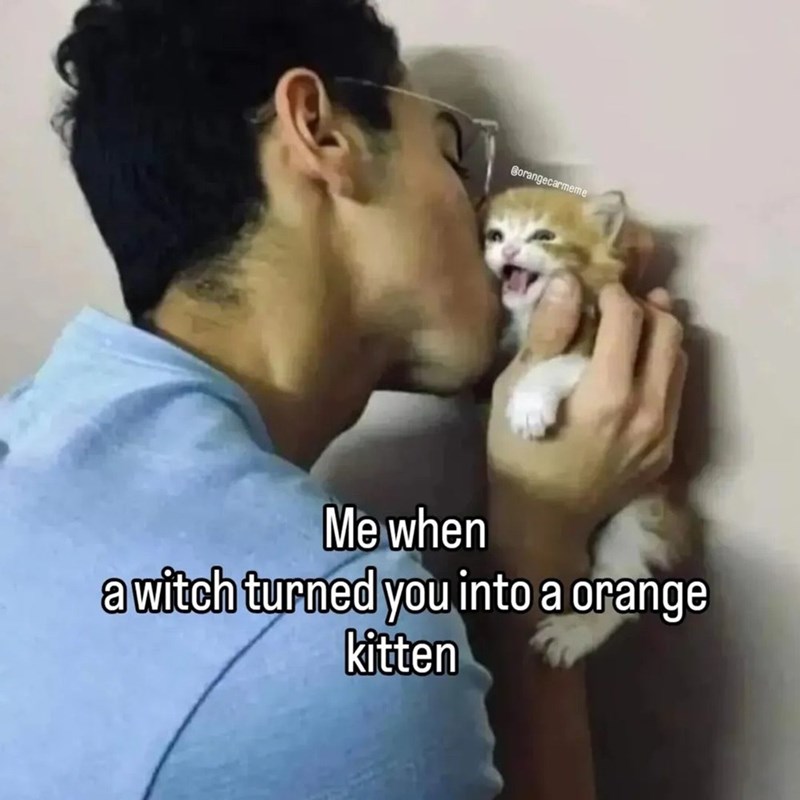Borangecarmeme Me when a witch turned you into a orange kitten